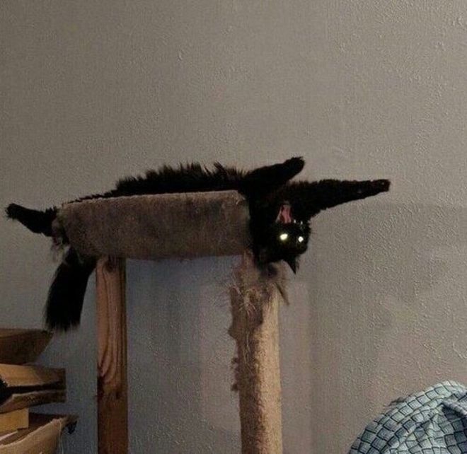 Фотография: 25 кошек, которым надоело быть милыми и они перешли на темную сторону №15 - BigPicture.ru