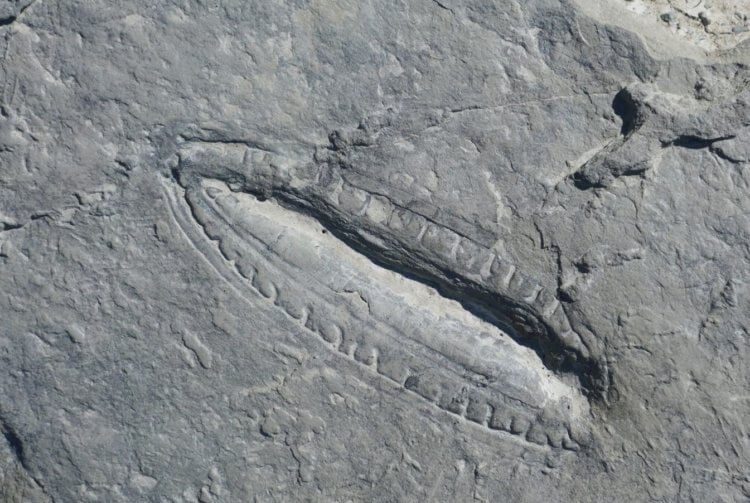 Кимбереллы — одни из первых животных на Земле. Отпечаток тела кимбереллы, найденный в 2018 году. Фото.