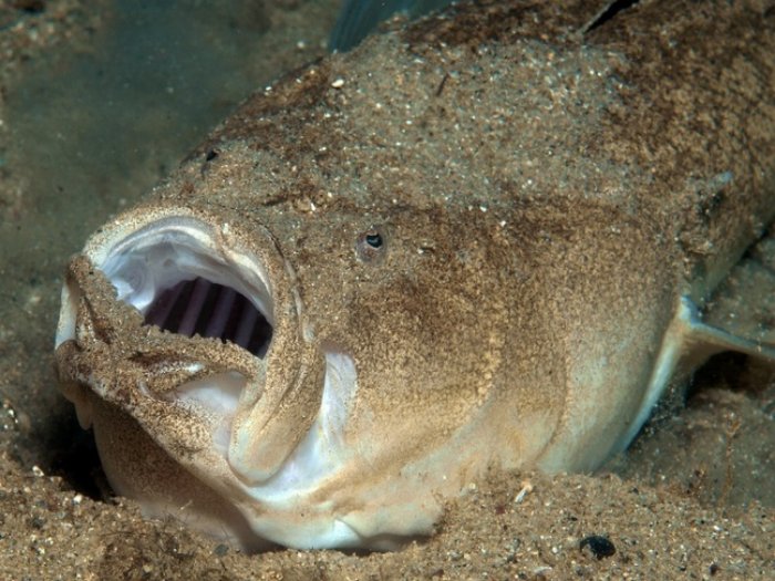 Европейский звездочёт: Кусачий, ядовитый, ещё и током жахнуть может! Рыба с морского дна, с которой мы крайне не советуем встречаться Европейский звездочёт: Кусачий, ядовитый, ещё и током жахнуть может! Рыба с морского дна, с которой мы крайне не советуем встречаться