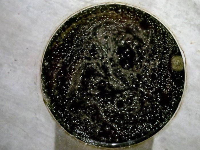 14 удивительных снимков, показывающих, насколько разнообразной может быть плесень 14 удивительных снимков, показывающих, насколько разнообразной может быть плесень