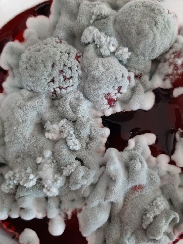 14 удивительных снимков, показывающих, насколько разнообразной может быть плесень 14 удивительных снимков, показывающих, насколько разнообразной может быть плесень