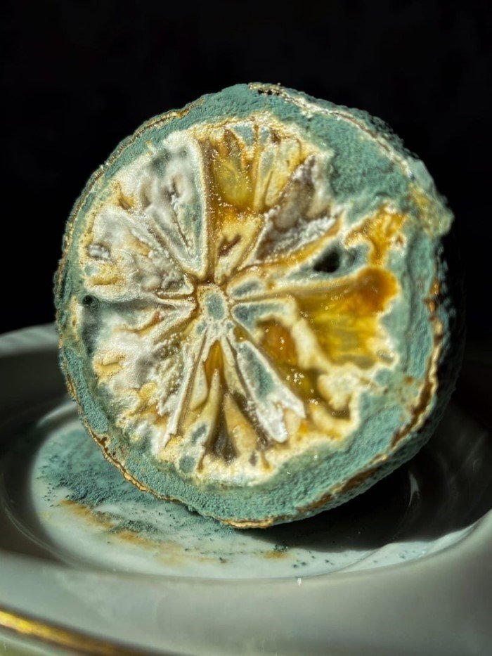 14 удивительных снимков, показывающих, насколько разнообразной может быть плесень 14 удивительных снимков, показывающих, насколько разнообразной может быть плесень