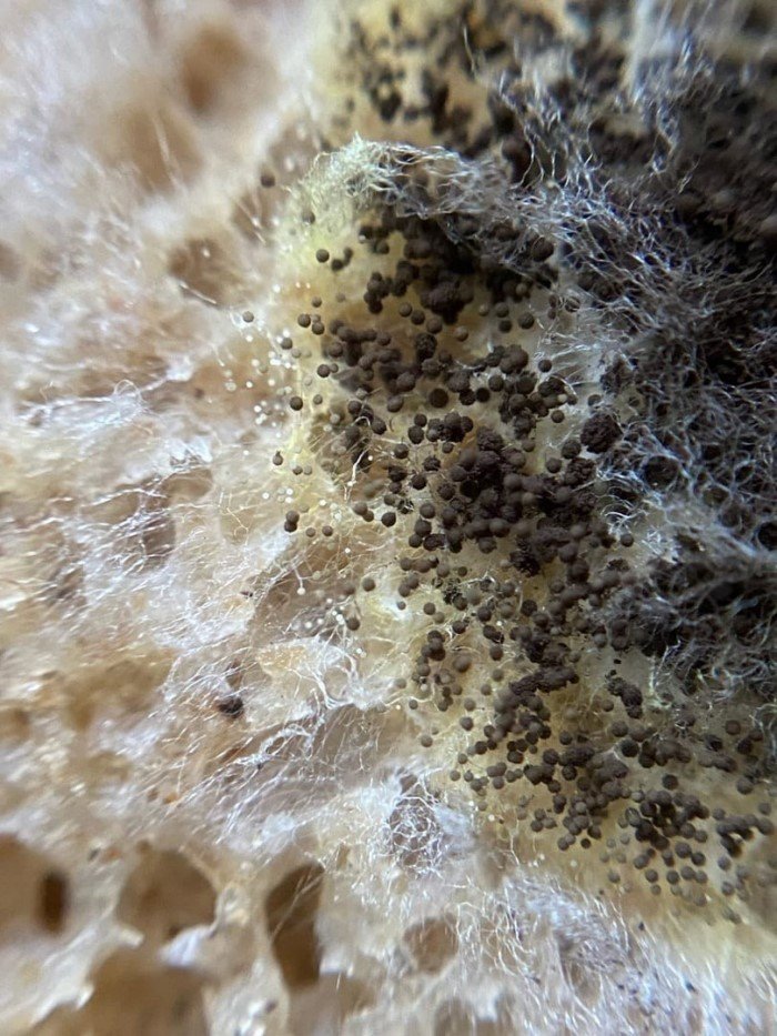 14 удивительных снимков, показывающих, насколько разнообразной может быть плесень 14 удивительных снимков, показывающих, насколько разнообразной может быть плесень