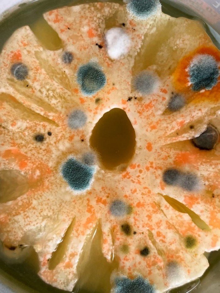 14 удивительных снимков, показывающих, насколько разнообразной может быть плесень 14 удивительных снимков, показывающих, насколько разнообразной может быть плесень