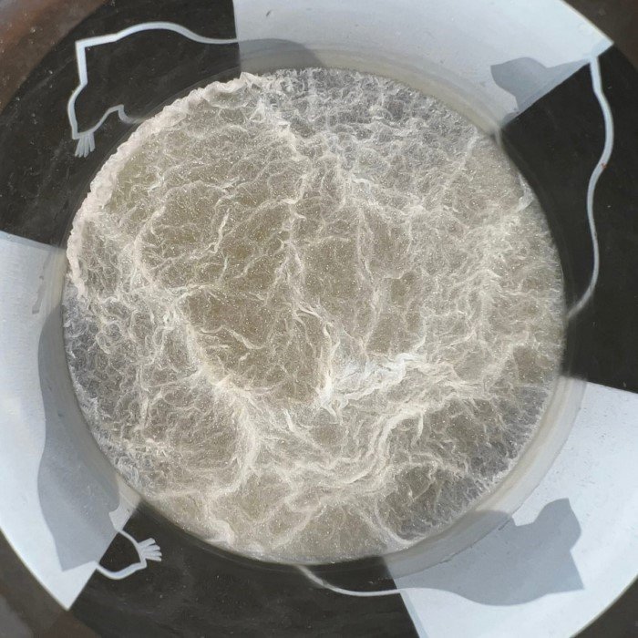 14 удивительных снимков, показывающих, насколько разнообразной может быть плесень 14 удивительных снимков, показывающих, насколько разнообразной может быть плесень