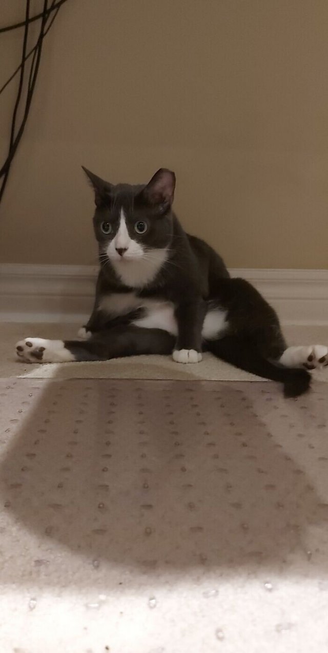 Смешные и немного &amp;quot;сломанные&amp;quot; коты для хорошего настроения