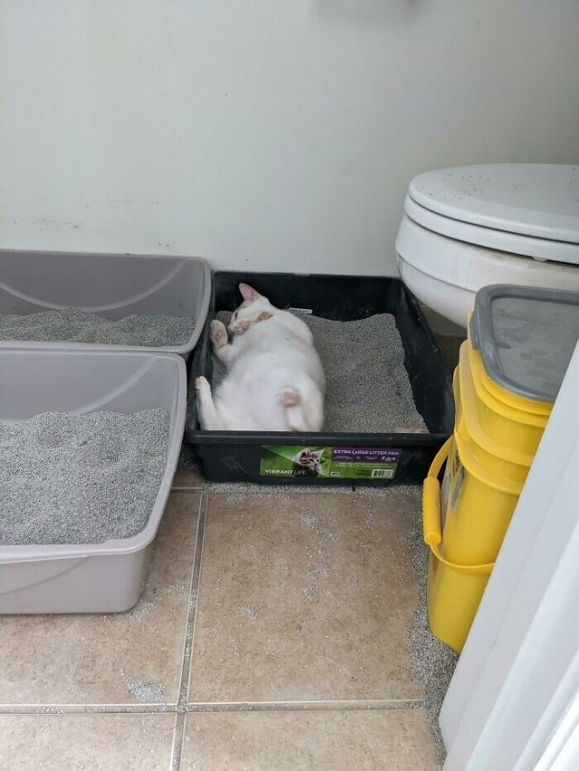 Смешные и немного &amp;quot;сломанные&amp;quot; коты для хорошего настроения