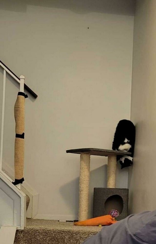 Смешные и немного &amp;quot;сломанные&amp;quot; коты для хорошего настроения