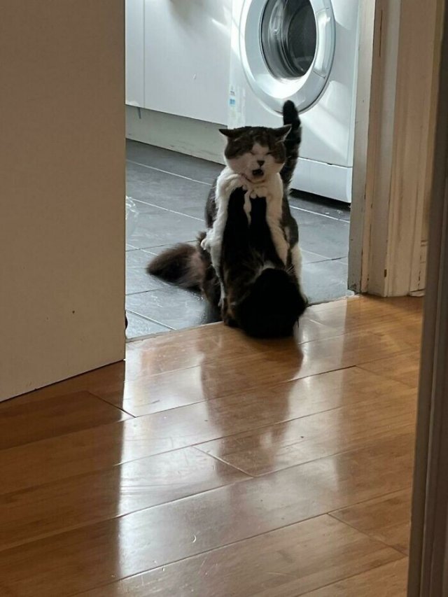 Смешные и немного &amp;quot;сломанные&amp;quot; коты для хорошего настроения