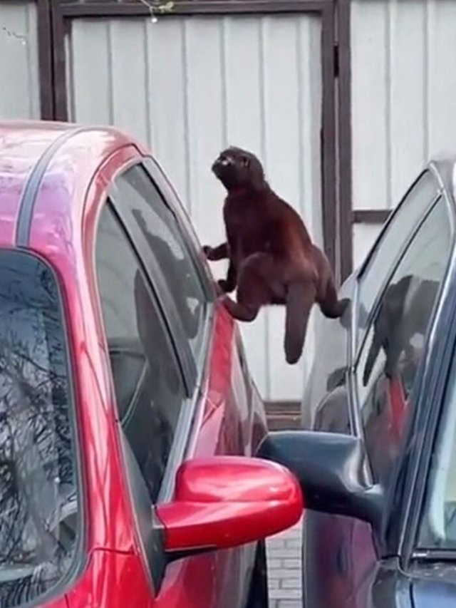 Смешные и немного &amp;quot;сломанные&amp;quot; коты для хорошего настроения