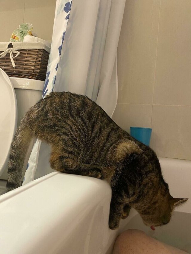 Смешные и немного &amp;quot;сломанные&amp;quot; коты для хорошего настроения