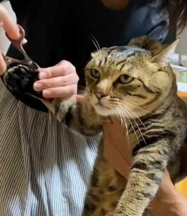 Смешные и немного &amp;quot;сломанные&amp;quot; коты для хорошего настроения