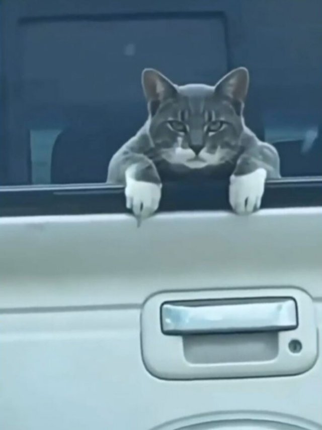 Смешные и немного &amp;quot;сломанные&amp;quot; коты для хорошего настроения