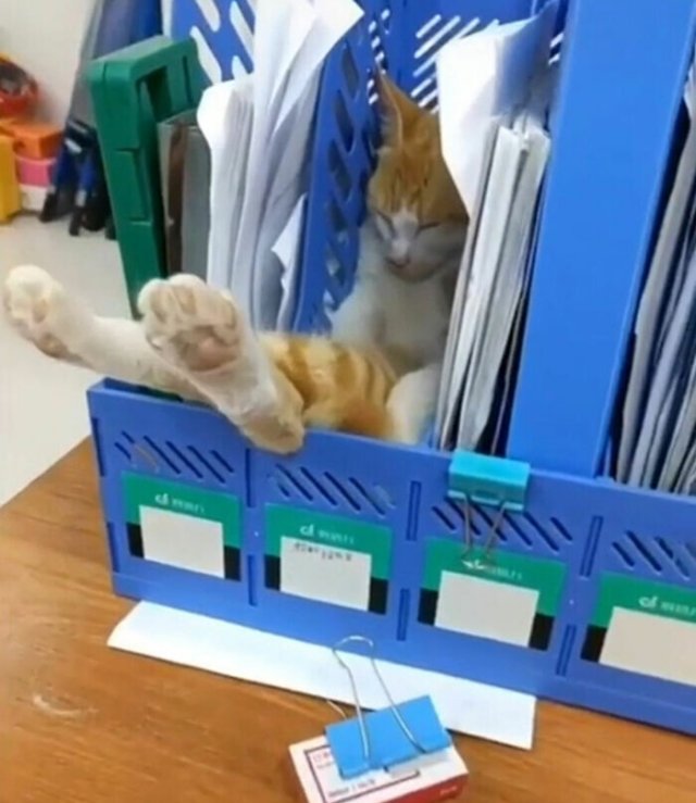 Смешные и немного &amp;quot;сломанные&amp;quot; коты для хорошего настроения