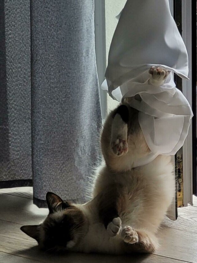 Смешные и немного &amp;quot;сломанные&amp;quot; коты для хорошего настроения