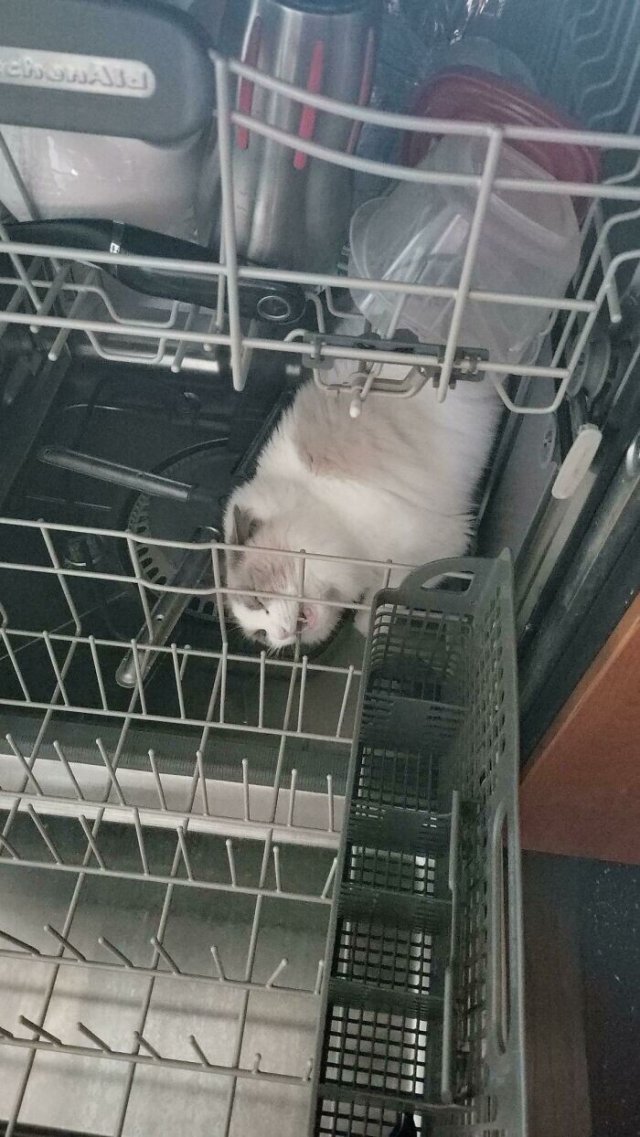 Смешные и немного &amp;quot;сломанные&amp;quot; коты для хорошего настроения