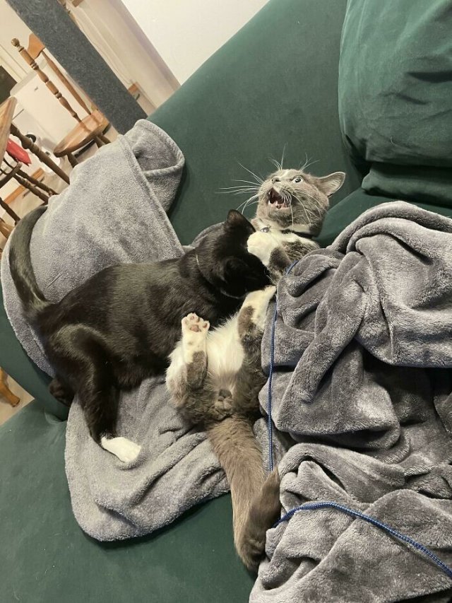 Смешные и немного &amp;quot;сломанные&amp;quot; коты для хорошего настроения