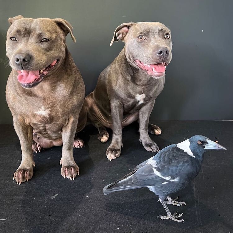 Женщина принесла домой сороку - и с ней сдружились её собаки Женщина принесла домой сороку - и с ней сдружились её собаки