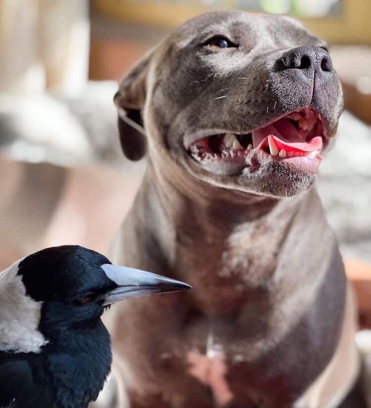 Женщина принесла домой сороку - и с ней сдружились её собаки Женщина принесла домой сороку - и с ней сдружились её собаки