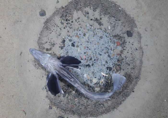 Ледяная рыба Ионы: Обнаружен огромный рыбьий мегаполис в Антарктике! Миллионы гнёзд застилают дно