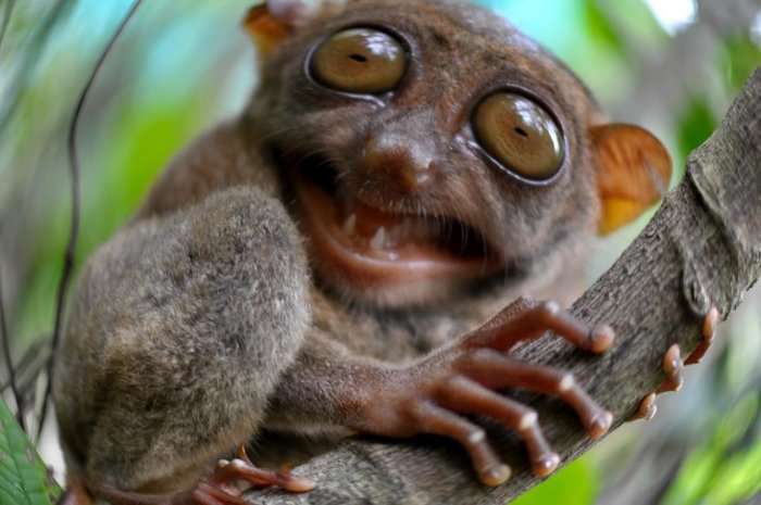 Не стоит и пытаться взять это «привидение» на руки. 10 интересных фактов про долгопята