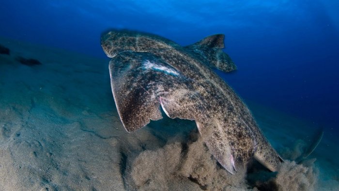 Европейский ангел: Ангелы покидают этот мир. Странная, но добрая акула почти вымерла в своём ареале