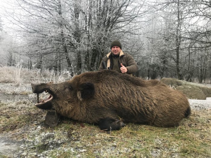 Гигантские хрюши. Пять самых огромных кабанов, добытых охотниками Гигантские хрюши. Пять самых огромных кабанов, добытых охотниками