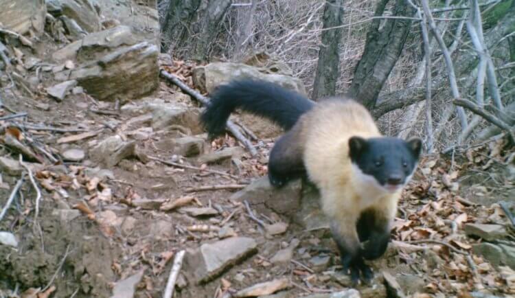 Харза — желтогрудая куница. Желтогрудая куница. Фото.