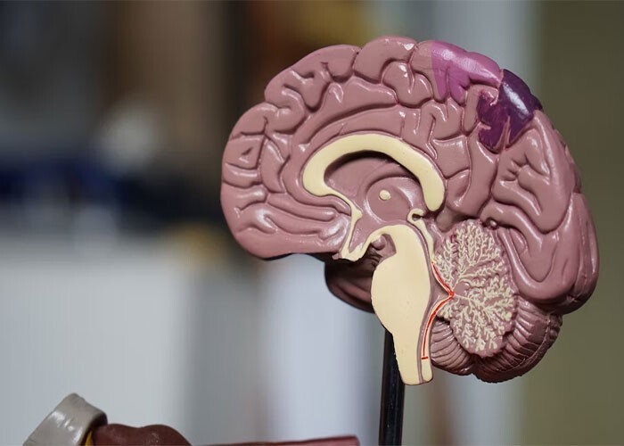 24. «Нейродегенеративные заболевания (болезнь Альцгеймера, Паркинсона и др.) начинаются задолго до появления первых симптомов. Никто не просыпается однажды и внезапно с болезнью Альцгеймера» 24. «Нейродегенеративные заболевания (болезнь Альцгеймера, Паркинсона и др.) начинаются задолго до появления первых симптомов. Никто не просыпается однажды и внезапно с болезнью Альцгеймера»