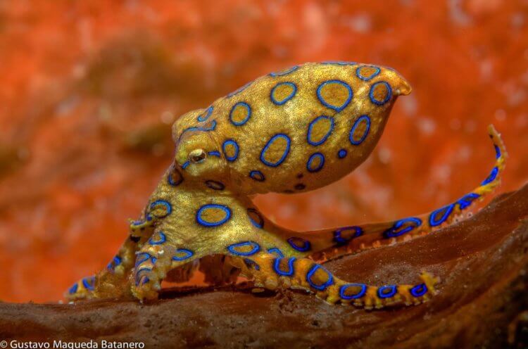 Что науке известно о синекольчатом осьминоге — одном из самых ядовитых животных в мире. Среди осьминогов есть и те, кто может убить своим ядом за несколько минут. Фото.