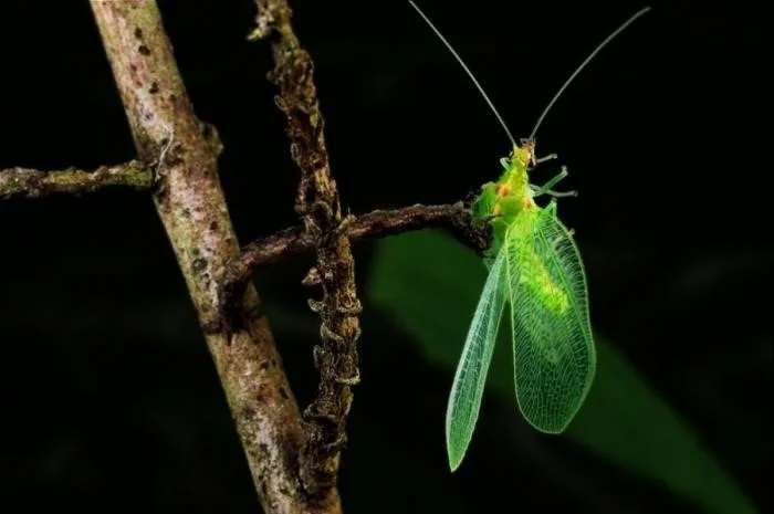 Эупитеция колихлорис: Устроила бойню на райских островах. Плотоядная гусеница притворяется веткой и работает как капкан для насекомых