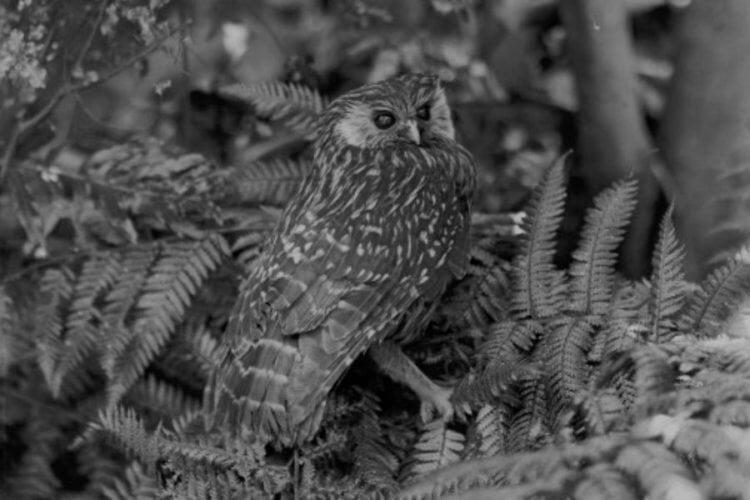 Исчезновение смеющейся совы. Свое название она получила из-за характерно издаваемого звука. Фото.
