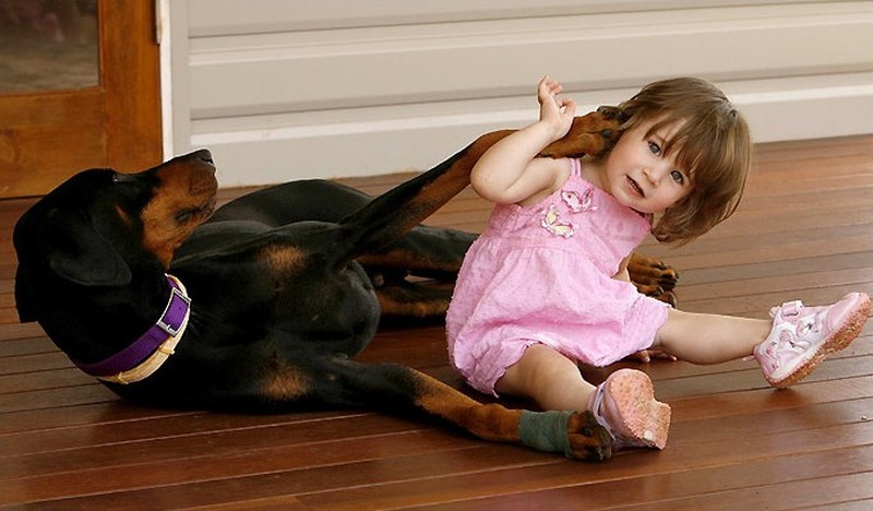 Фотография: 15 удивительных историй о животных-героях, спасших людей от смерти №3 - BigPicture.ru