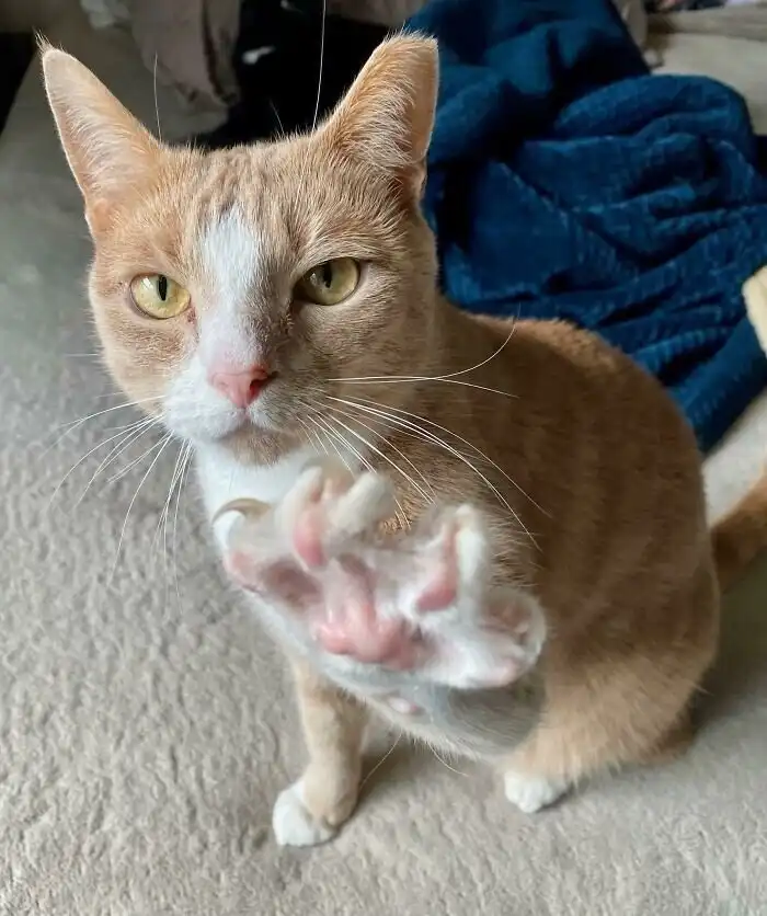 Не подходи близко: котейки, которые выпустили свои когти Не подходи близко: котейки, которые выпустили свои когти