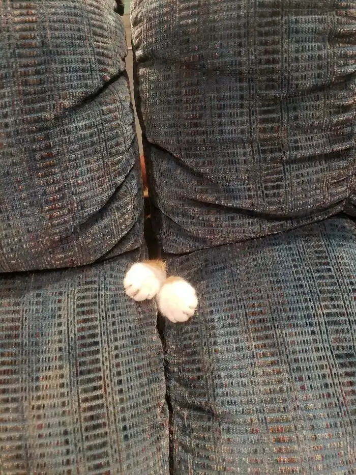 Не подходи близко: котейки, которые выпустили свои когти Не подходи близко: котейки, которые выпустили свои когти