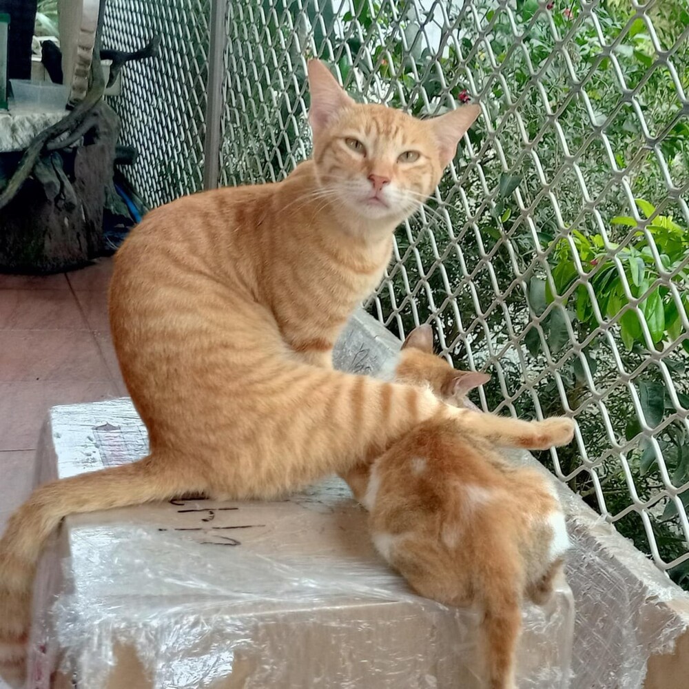 15. Отличная подставка