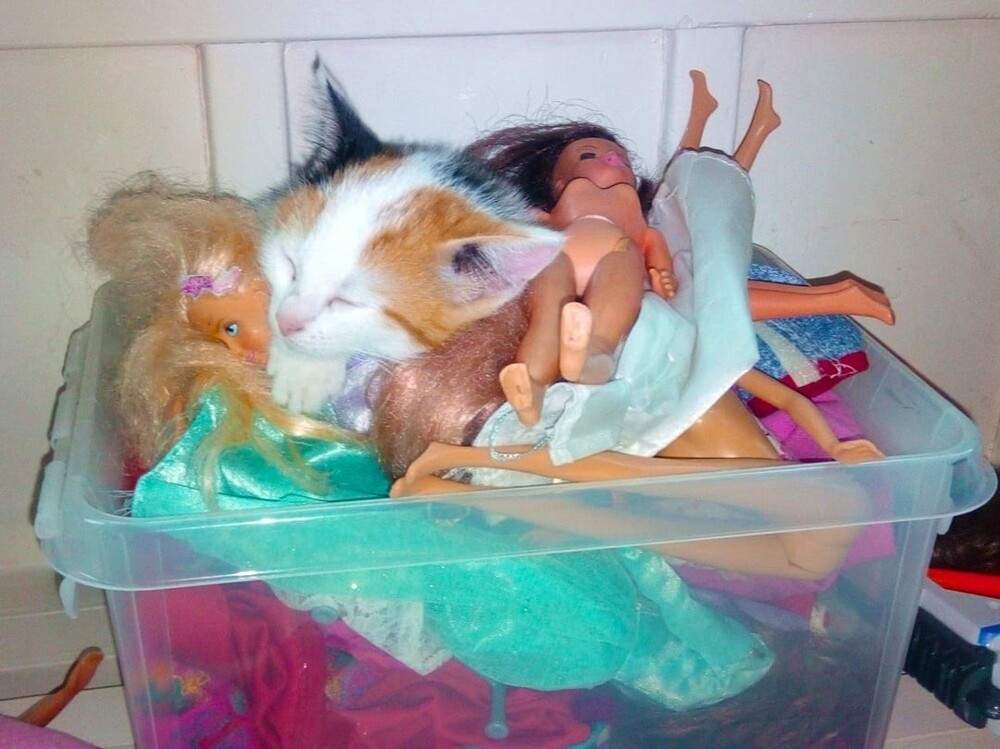 4. Кому нужна кошачья кровать?