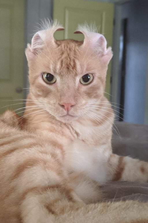 Фотография: 20 странных котиков, которые не дают своим хозяевам заскучать №6 - BigPicture.ru