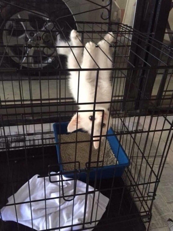 Фотография: 20 странных котиков, которые не дают своим хозяевам заскучать №11 - BigPicture.ru