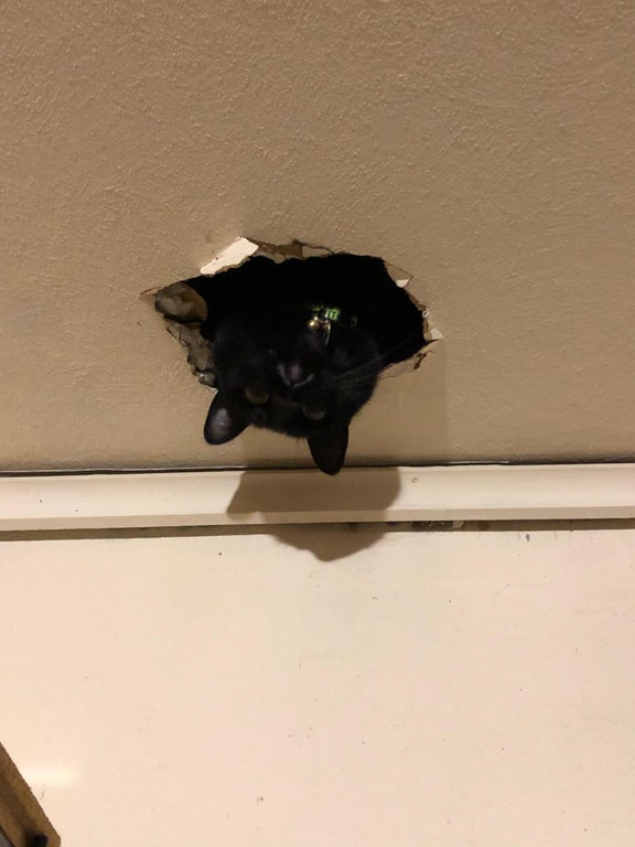 Фотография: 20 странных котиков, которые не дают своим хозяевам заскучать №15 - BigPicture.ru