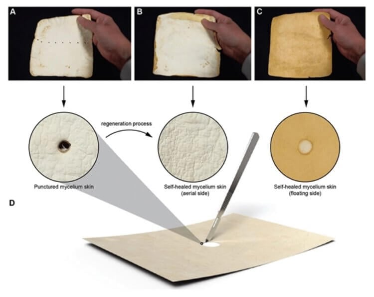 Долговечная одежда, на которой не образуются дырки. На изображении показано, как ученые сделали отверстия на новом материале, и они со временем сами исчезли. Долговечная одежда, на которой не образуются дырки. На изображении показано, как ученые сделали отверстия на новом материале, и они со временем сами исчезли. Фото.