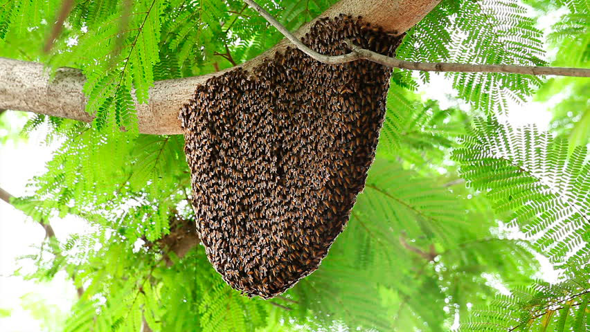 Bigpicture ru dikie pchely roj