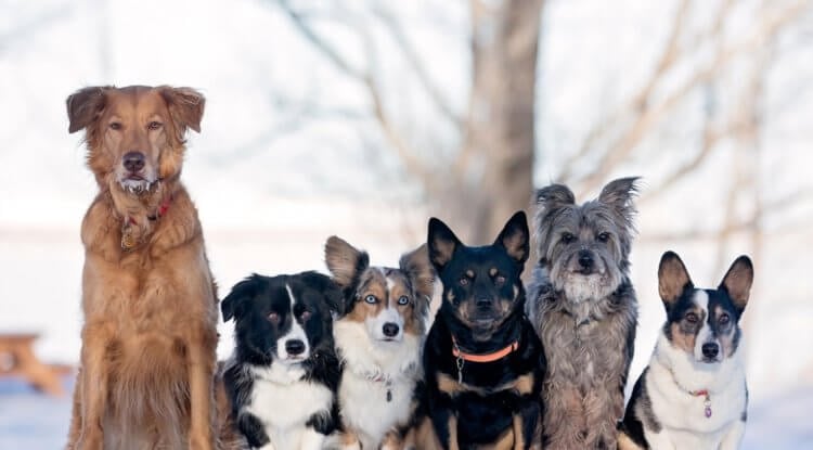 Как изменились собаки после одомашнивания. На сегодняшний день людьми выведено более 400 пород собак, и самой распространенной является немецкая овчарка. Фото.