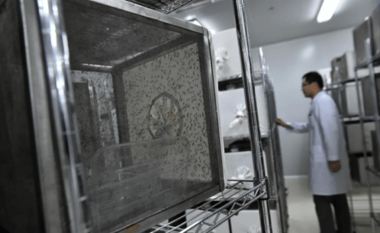 Биолаборатории по выращиванию комаров существуют во многих странах. Комариные фермы существую в разных странах. Фото.