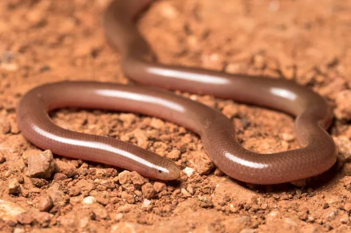Обыкновенная слепозмейка: Маленькая добрая змея юга России. Её легко спутать с дождевым червём