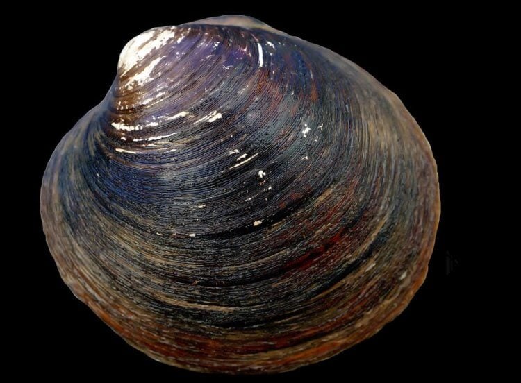 Самое долгоживущее животное в мире. Определить возраст двустворчатых моллюсков удалось путем сверления раковины и подсчета его слоев. Фото.