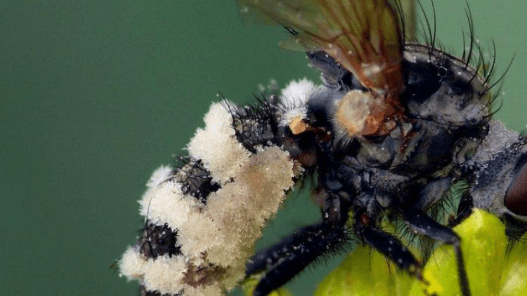 Как грибок превращает насекомых в зомби. Entomophthora muscae вырывается на поверхность погибшего насекомого и выбрасывает в окружающую среду большое количество спор. Фото.