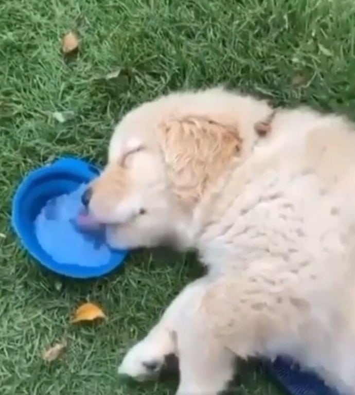 Фотография: 20+ чудаковатых собак, которые надолго зарядят вас позитивом №30 - BigPicture.ru