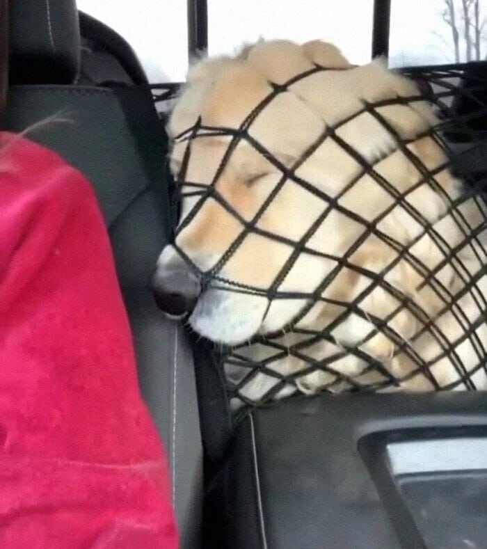 Фотография: 20+ чудаковатых собак, которые надолго зарядят вас позитивом №28 - BigPicture.ru