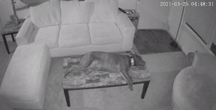 Фотография: 20+ чудаковатых собак, которые надолго зарядят вас позитивом №10 - BigPicture.ru